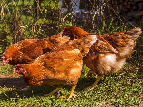 Hühner Stücklhof Hühner Stücklhof