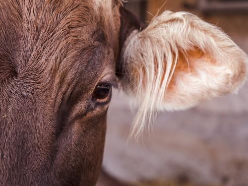 Kuh Stücklhof Kuh Stücklhof