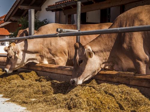 Kühe Stücklhof Kühe Stücklhof