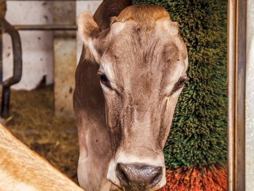 Kuh Stücklhof Kuh Stücklhof