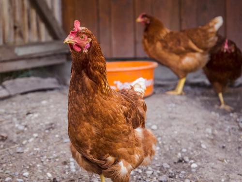 Huhn Stücklhof Huhn Stücklhof