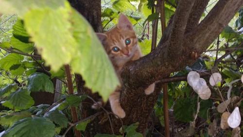 kater