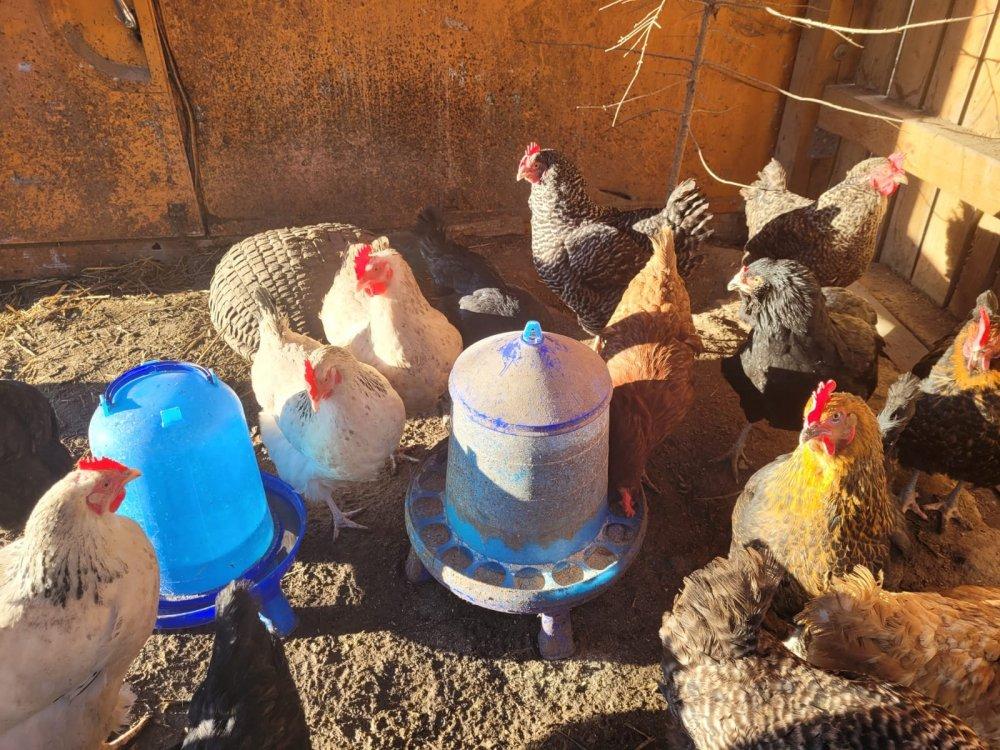 Hühnerschar Hühnerschar