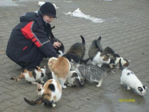 katzenfreund