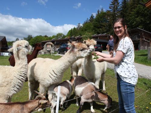 beim Füttern der Alpakas beim Füttern der Alpakas