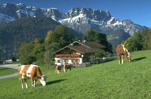Auf der Weide