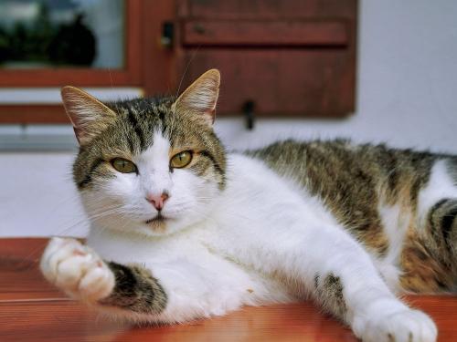 Unser Kater Mausi