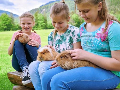 msb_2022_05_21_wiesenhaeusl_meerschweinchen_03