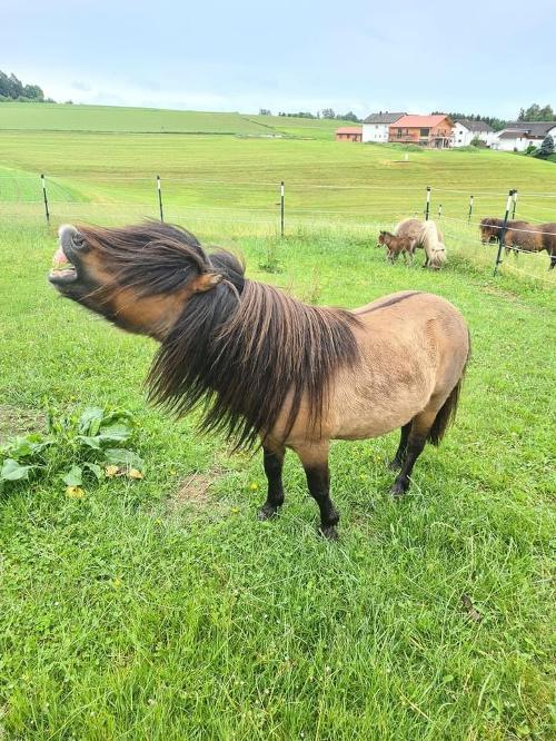Hengst