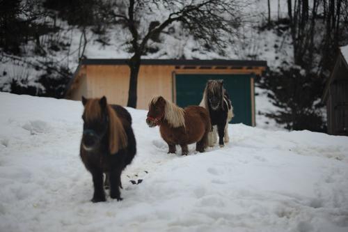 harbachhof_winter-0005