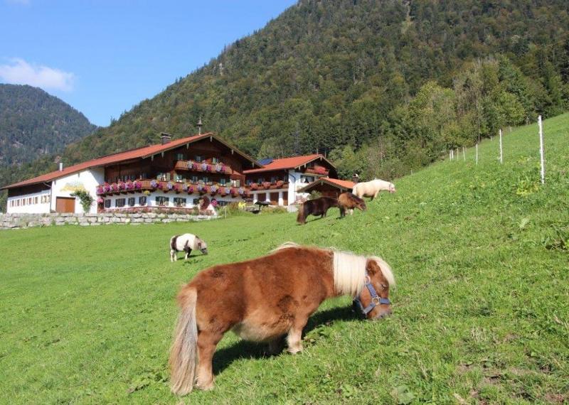 sommer mit Ponys