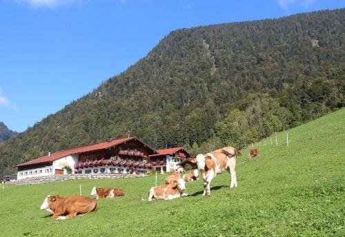 unser Hof im Sommer