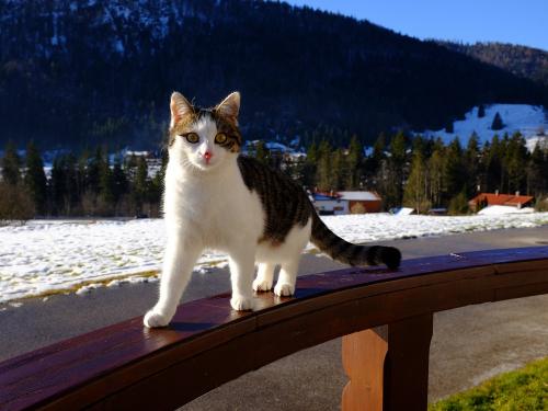 harbachhof_winter-0129