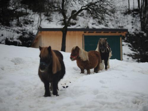 harbachhof_winter-0005