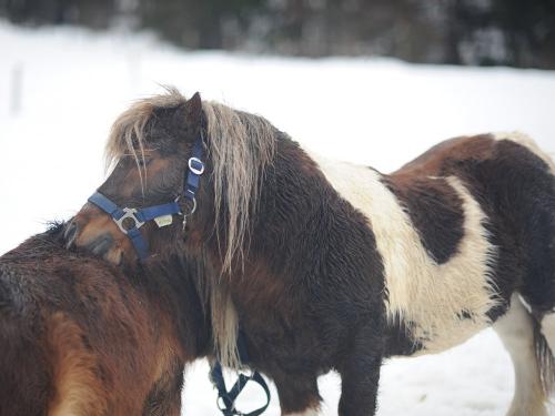 harbachhof_winter-0011