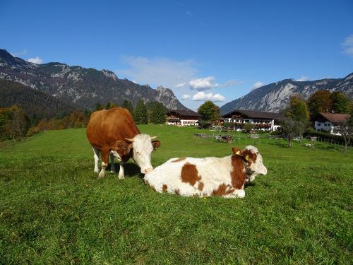 wie auf der Alm