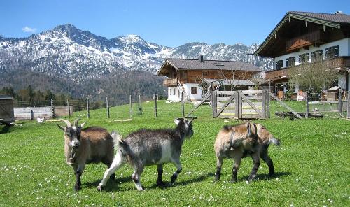 die Ziegen freuen sich auf den Frühling
