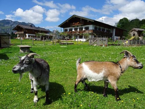 bauernhof-ziegen