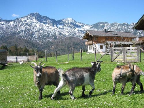 die Ziegen freuen sich auf den Frühling
