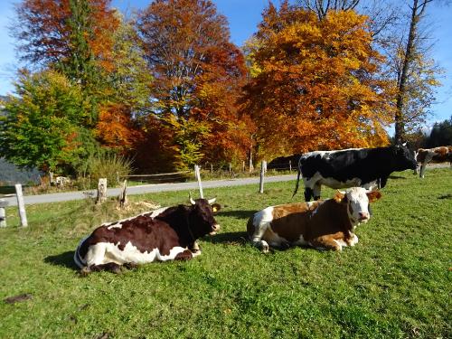 unsere Kühe freuen sich über die Sonne