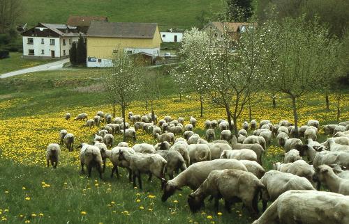 Unsere Schafe  auf der Weide