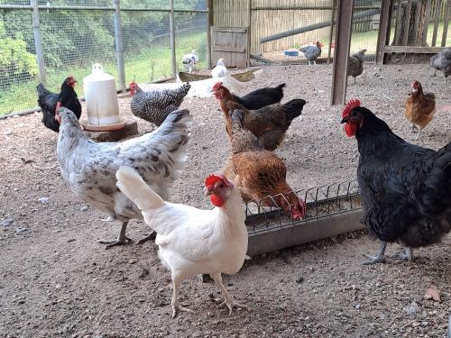 Täglich ein Frühstücks-Ei von glücklichen Hühnern! Täglich ein Frühstücks-Ei von glücklichen Hühnern!