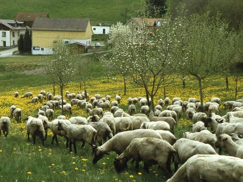 Unsere Schafe auf der Weide Unsere Schafe auf der Weide