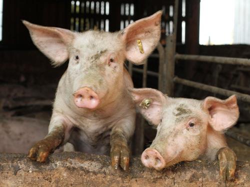 "Schaucool" unsere Ferkelchen "Schaucool" unsere Ferkelchen
