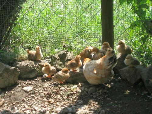 tiere5