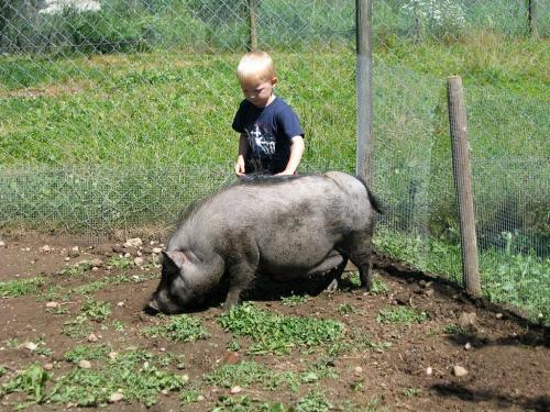 haengebauchschwein2