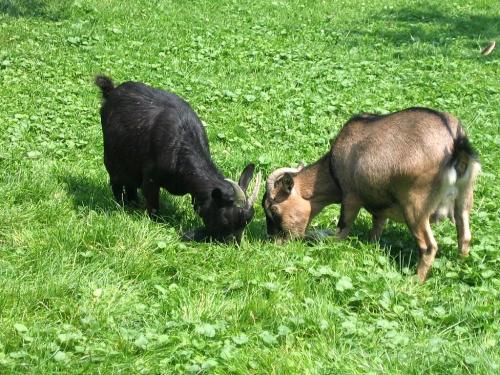 tiere8