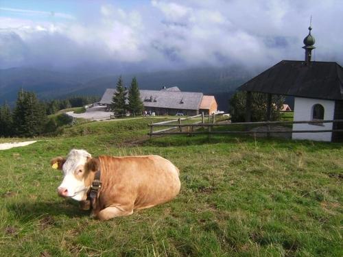 Stoißeralm Teisenberg