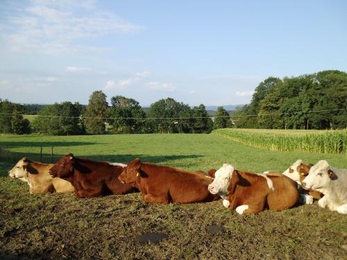 Glückliche Ochsen am Hof