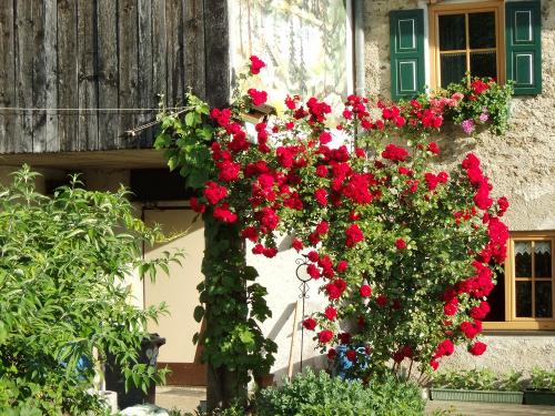 Rosen blühen am Hof