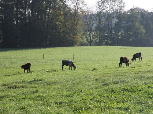 Unsere glücklichen Kühe