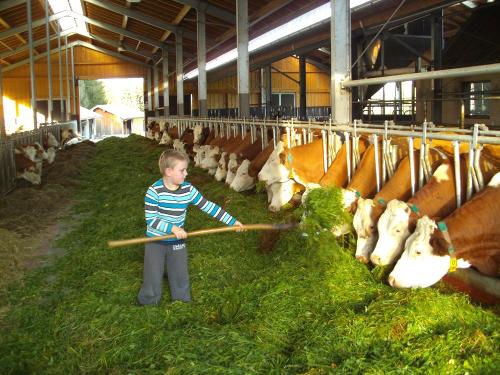 Fütterung Milchviehstall