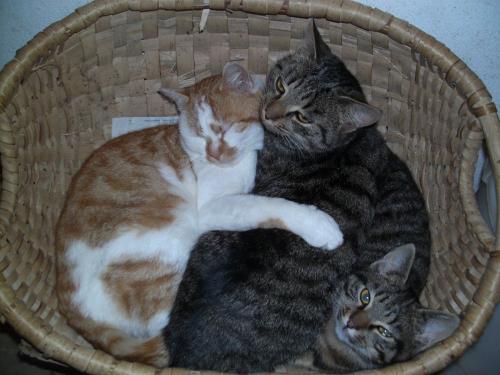 Katzen