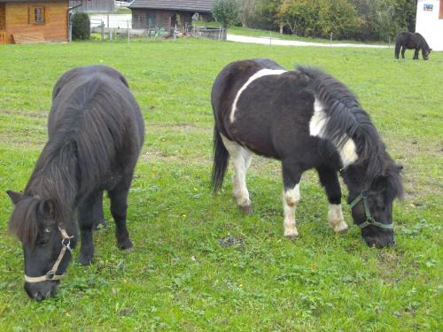 Ponys
