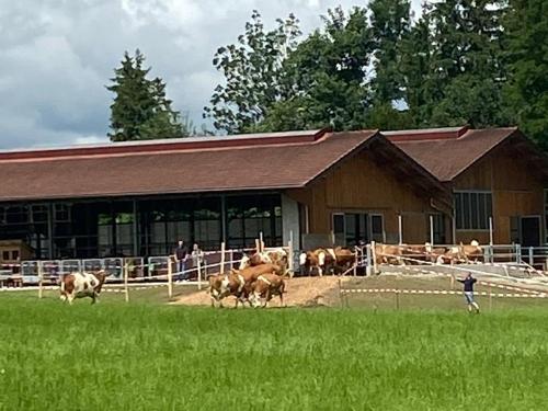 Weidegang für Milchkühe
