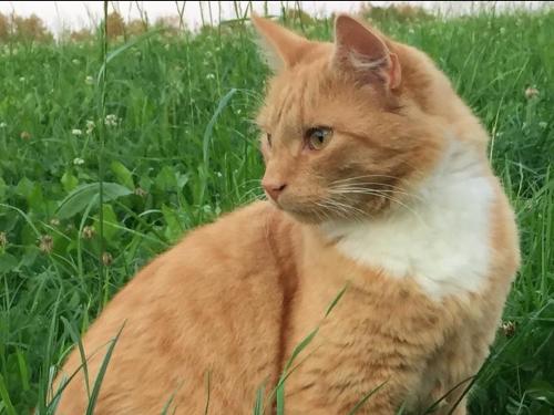 Katze Garfield