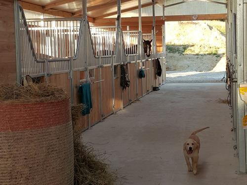 Reitstall und Nikita noch ganz klein Reitstall und Nikita noch ganz klein