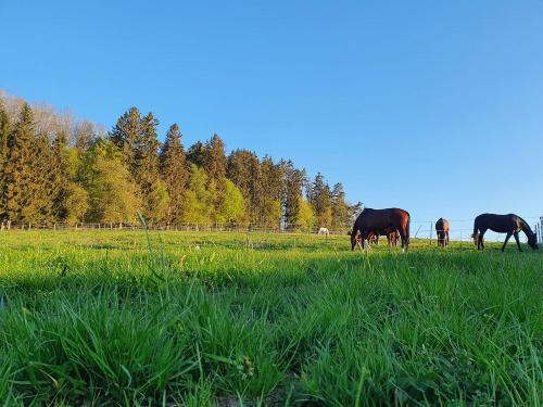 Pferdewiese Pferdewiese