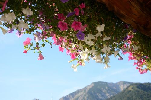 Blumen