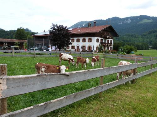 Kälbchenweide