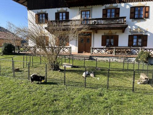 Hasen & Hofhund
