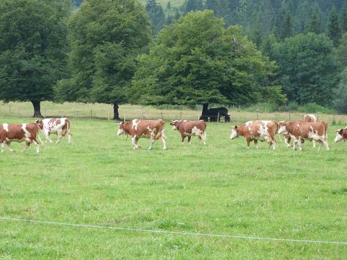 Unsere Milchkühe