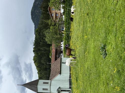 Unsere Pferde