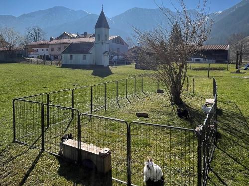 Streichezoo & Kapelle