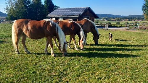 Haflinger vor dem Haus