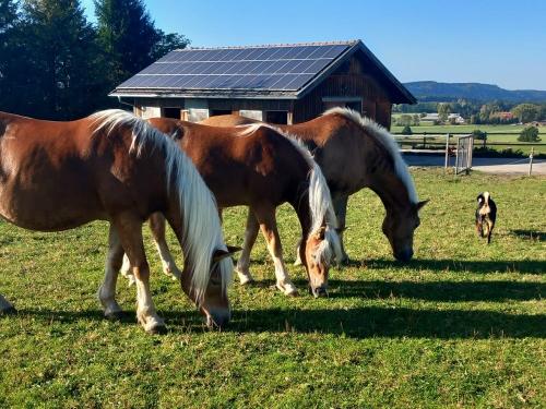 Haflinger vor dem Haus Haflinger vor dem Haus